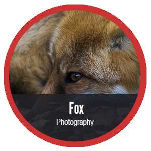 Fox photo